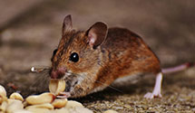 24 Hour & Emergency Exterminators in Jerry City, OH